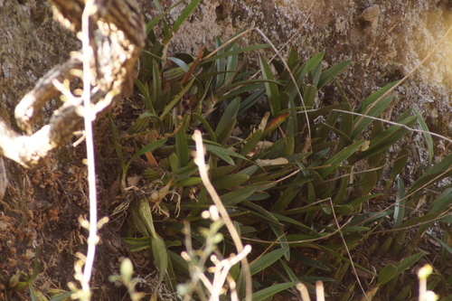 Laelia autumnalis, photograph 5