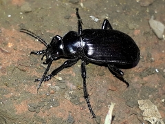 Calosoma vagans