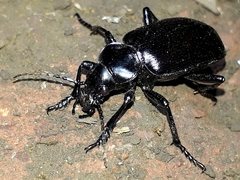 Calosoma vagans