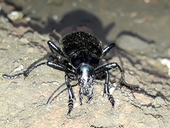 Calosoma vagans