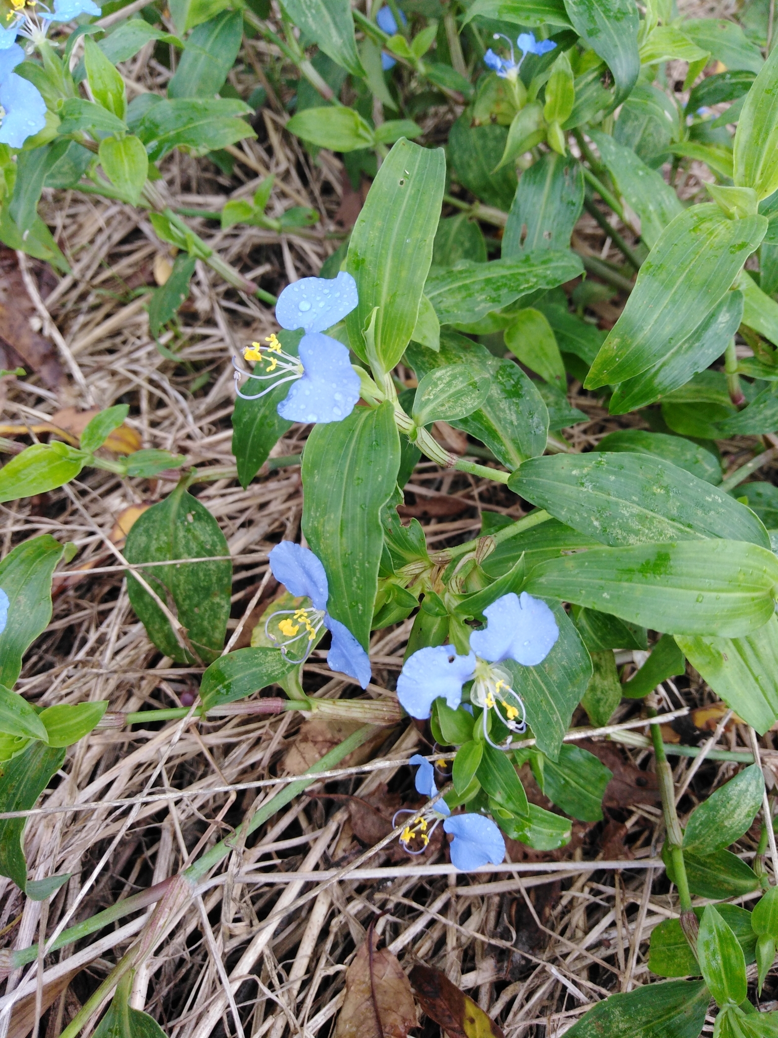 Commelina erecta