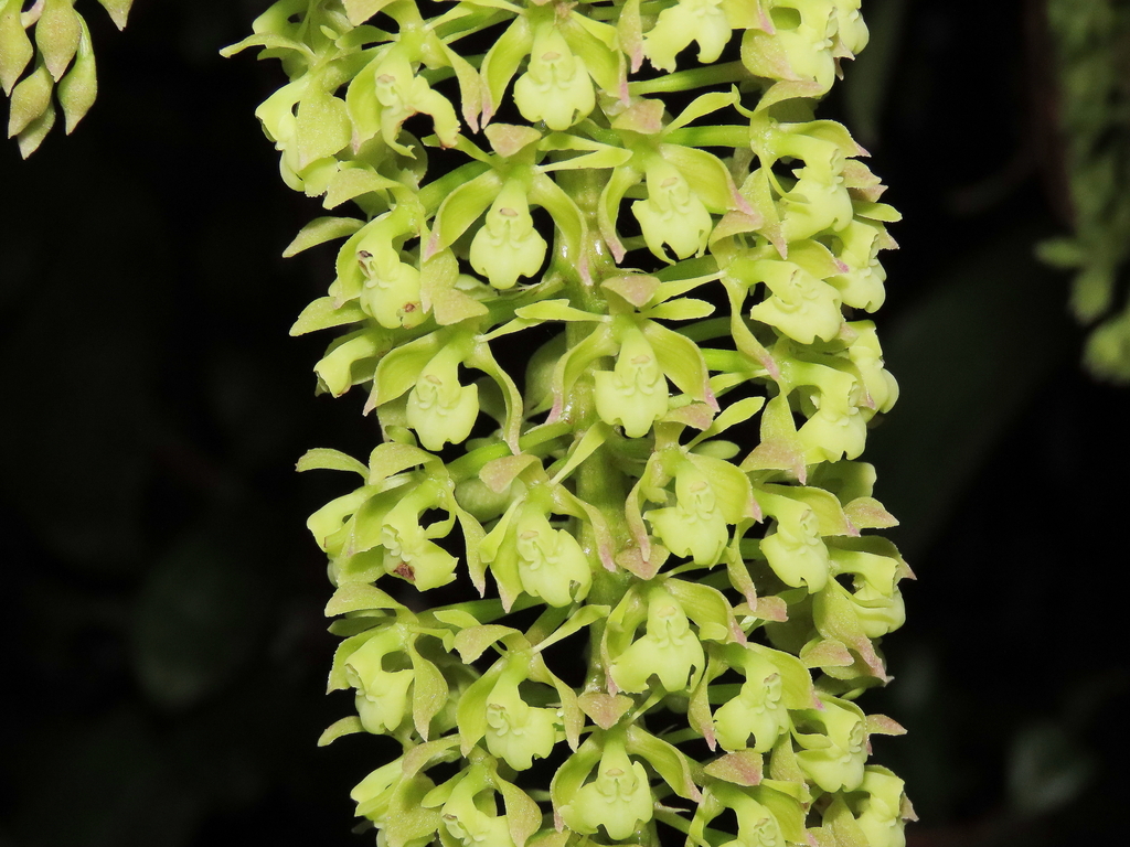 Epidendrum acuntasiorum Hágsater, Chamaya, J.Duarte & Iberico