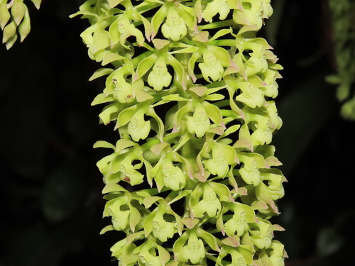 Epidendrum acuntasiorum Hágsater, Chamaya, J.Duarte & Iberico 2