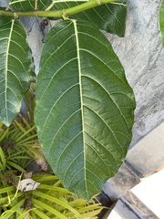 Ficus septica