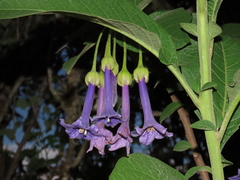 Trozelia grandiflora