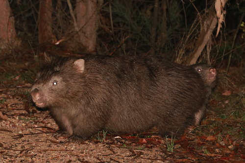 Wómbat común (Vombatus ursinus)