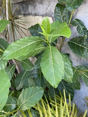 Ficus septica