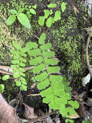 Walking Maidenhair Fern (Adiantum philippense)