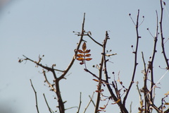 Bursera cuneata, photograph (c) Carlos Domínguez-Rodríguez, some rights reserved (CC BY)