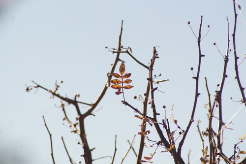 Bursera cuneata, photograph 4