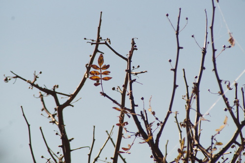 Bursera cuneata, photograph 5