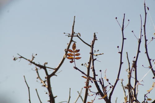Bursera cuneata, photograph 6