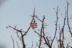Bursera cuneata, photograph (c) Carlos Domínguez-Rodríguez, some rights reserved (CC BY)