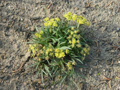 Lomatium cusickii