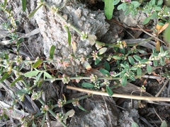 Polygonum plebeium