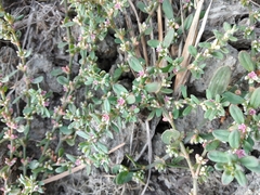Polygonum plebeium