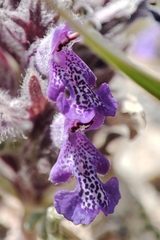 Dracocephalum paulsenii