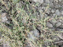 Polygonum plebeium