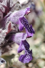 Dracocephalum paulsenii, photograph author not stated, no rights reserved