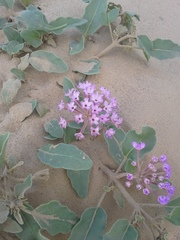 Abronia angustifolia