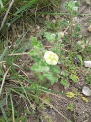 Chamaesaracha coniodes