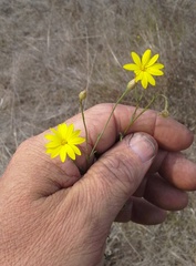 Croptilon hookerianum hookerianum