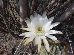 Echinopsis leucantha