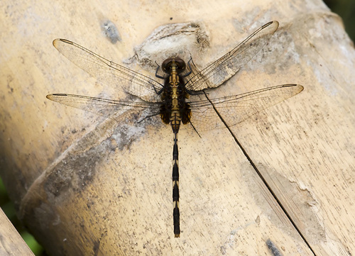 Pin-tailed Pondhawk