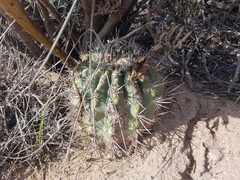 Echinopsis leucantha