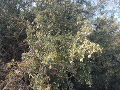 Atamisquea emarginata