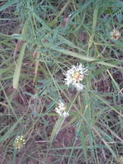 Dalea candida oligophylla