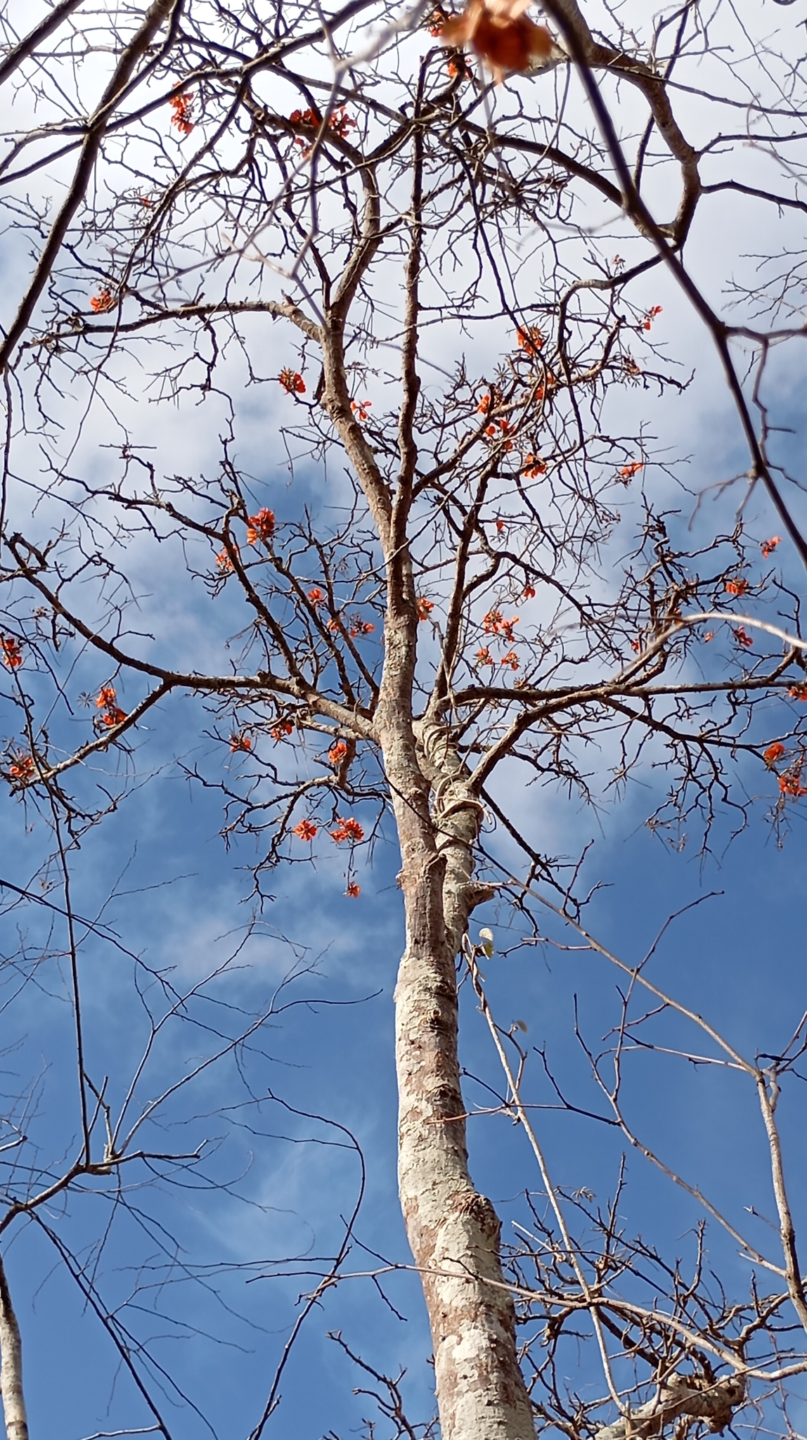 Erythrina velutina