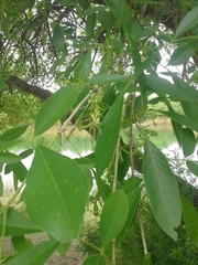 Fraxinus berlandieriana