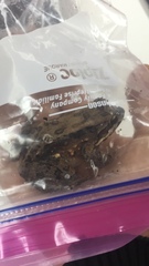 Leptodactylus labrosus