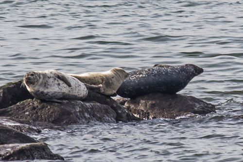 Harbor Seal photographed in New Jersey