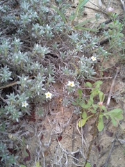 Euploca confertifolia