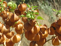 Physalis nicandroides