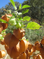 Physalis nicandroides