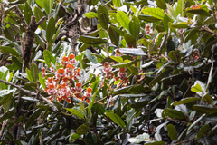 Cyrtochilum halteratum, photograph (c) Daniel Mesa, some rights reserved (CC BY)