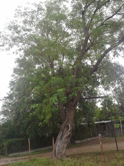 Leucaena pulverulenta