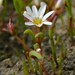 Lewisia triphylla - Photo (c) mhays, μερικά δικαιώματα διατηρούνται (CC BY-NC), uploaded by mhays