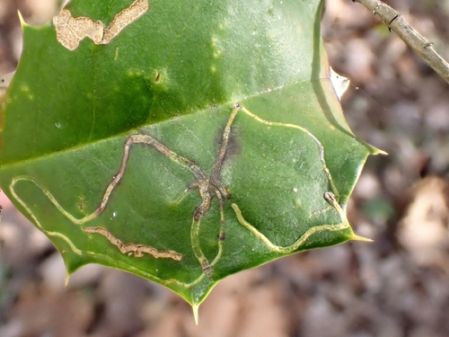 Unknown species found near Lothian, MD 20711, USA
