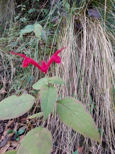 Image of Salvia cinnabarina by (c) ELOYJIMENEZ13, some rights reserved (CC BY-SA)