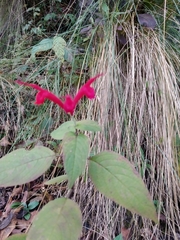Salvia cinnabarina