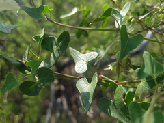 Philibertia gilliesii
