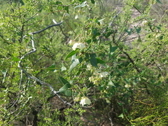 Philibertia gilliesii