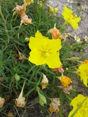 Oenothera grandis