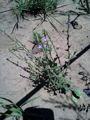 Verbena plicata