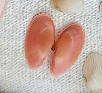 Psammotella cruenta