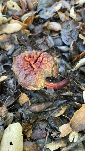 iNaturalist observation photo of oak-loving bolete